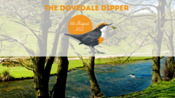 The Dovedale Dipper